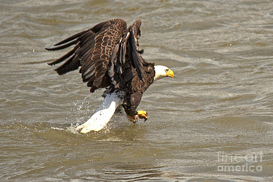 Conowingo Dam Eagle Ready For Takeoff Photograph by Adam Jewell