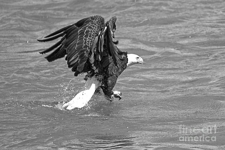 Conowingo Dam Eagle Ready For Takeoff Black And White Photograph by Adam Jewell