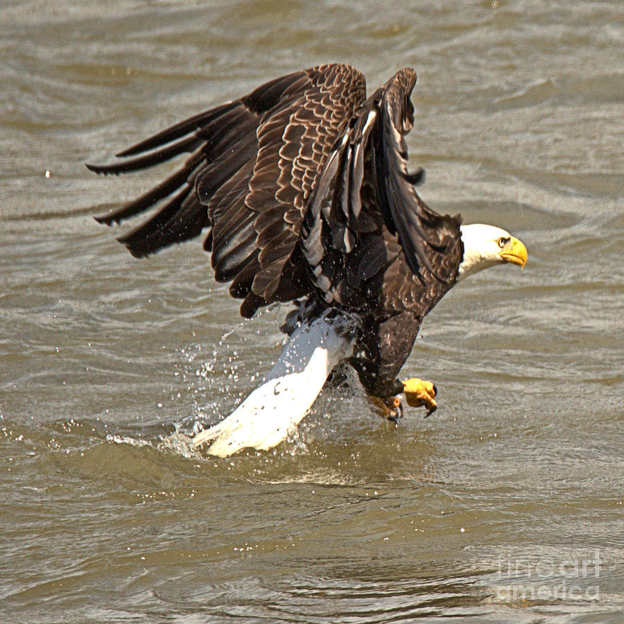 Conowingo Dam Eagle Ready For Takeoff Crop Photograph by Adam Jewell