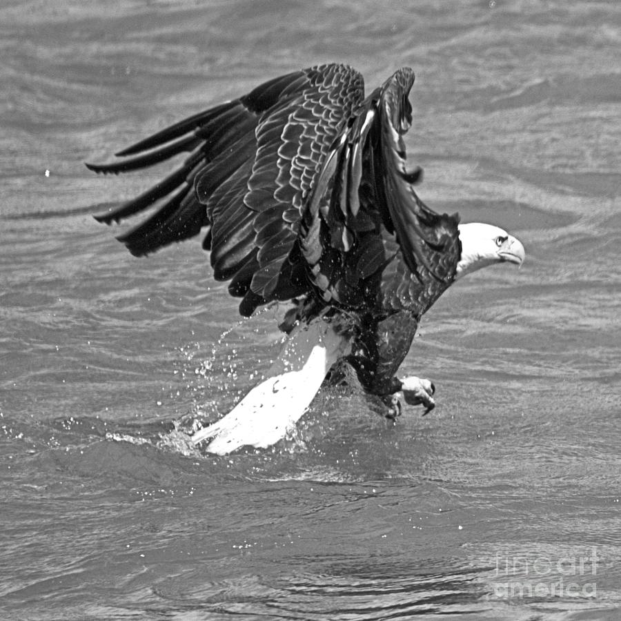 Conowingo Dam Eagle Ready For Takeoff Crop Black And White Photograph by Adam Jewell