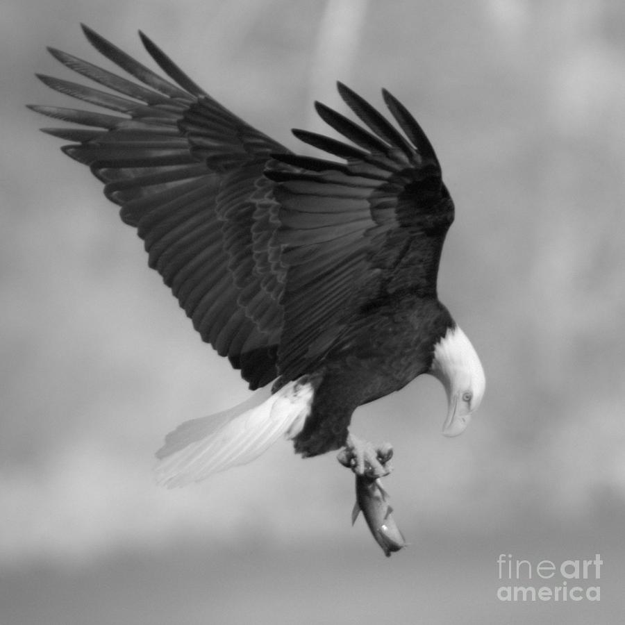 Conowingo Dam Eagle Sunset Catch Closeup Black And White Photograph by Adam Jewell