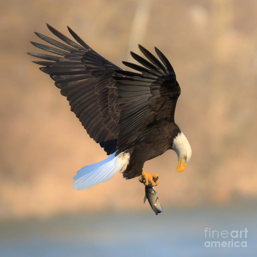 Conowingo Dam Eagle With Freshly Caught Fish Photograph by Adam Jewell