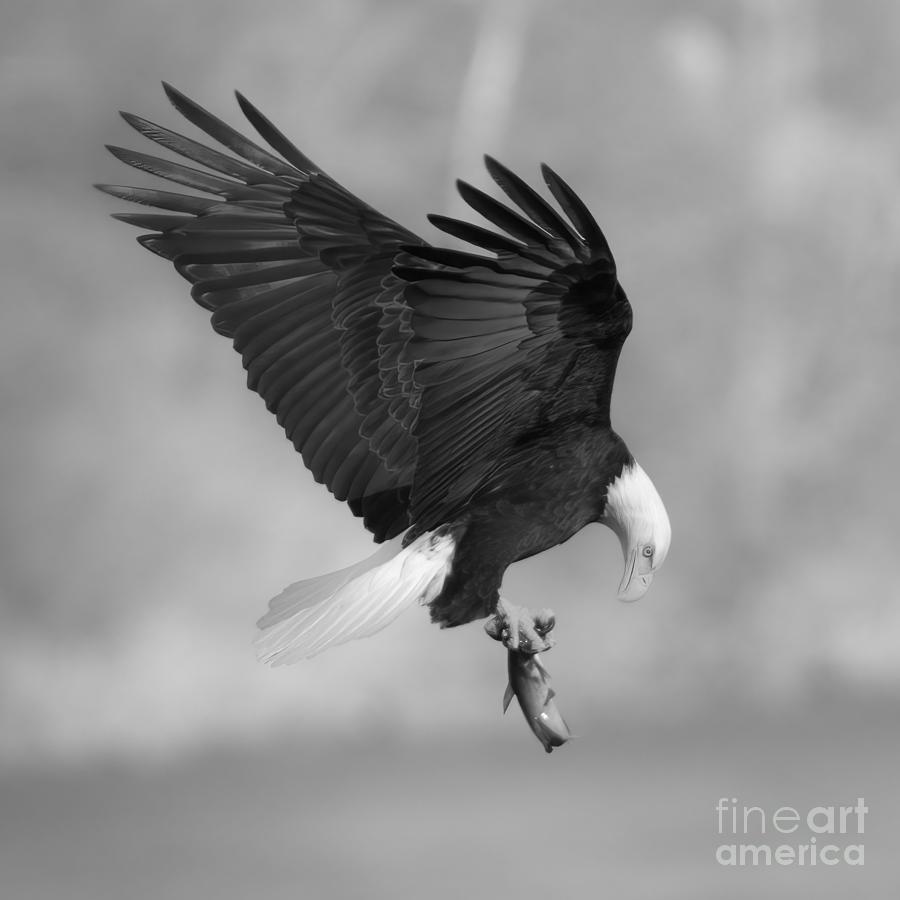Conowingo Dam Eagle With Freshly Caught Fish Black And White Photograph by Adam Jewell