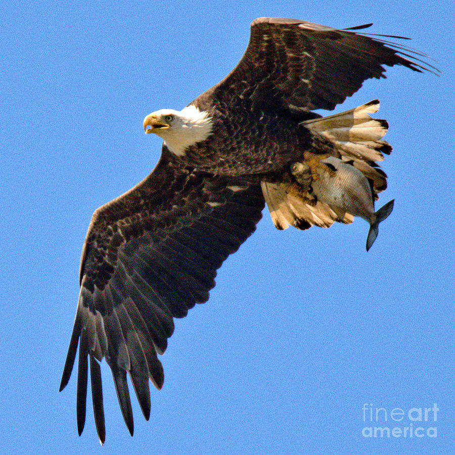Eagle Photograph - Conowingo Eagle Blue Sky Catch by Adam Jewell