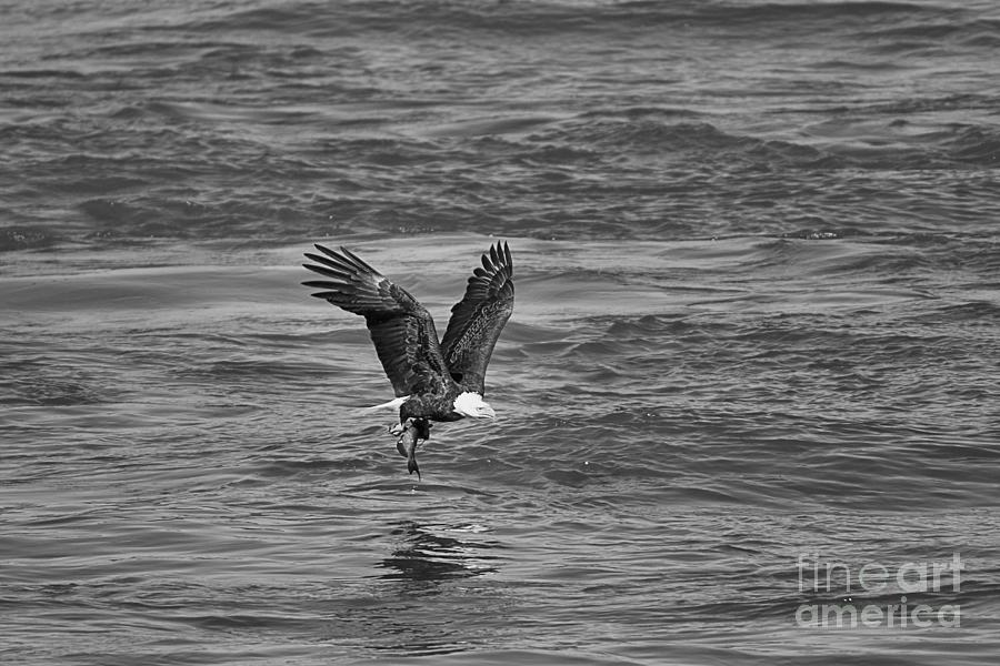 Conowingo Eagle Fishing Reflections Black And White Photograph by Adam Jewell