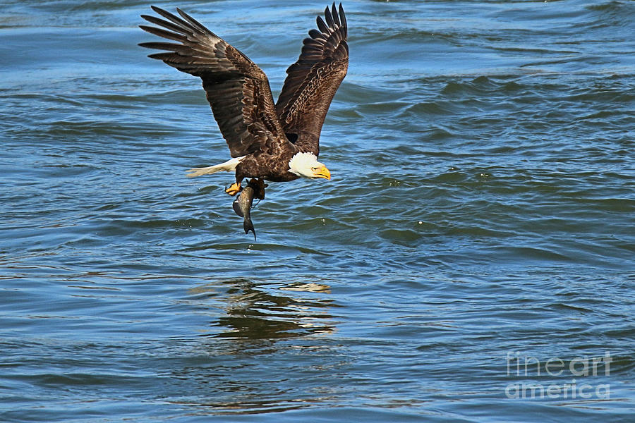 Conowingo Eagle Fishing Reflections Closeup Photograph by Adam Jewell