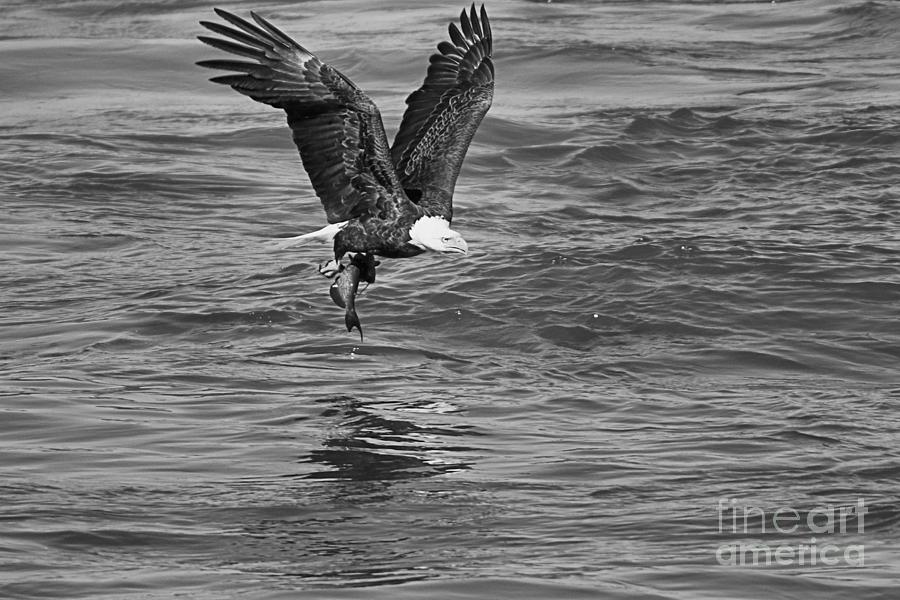 Conowingo Eagle Fishing Reflections CLoseup Black And White Photograph by Adam Jewell