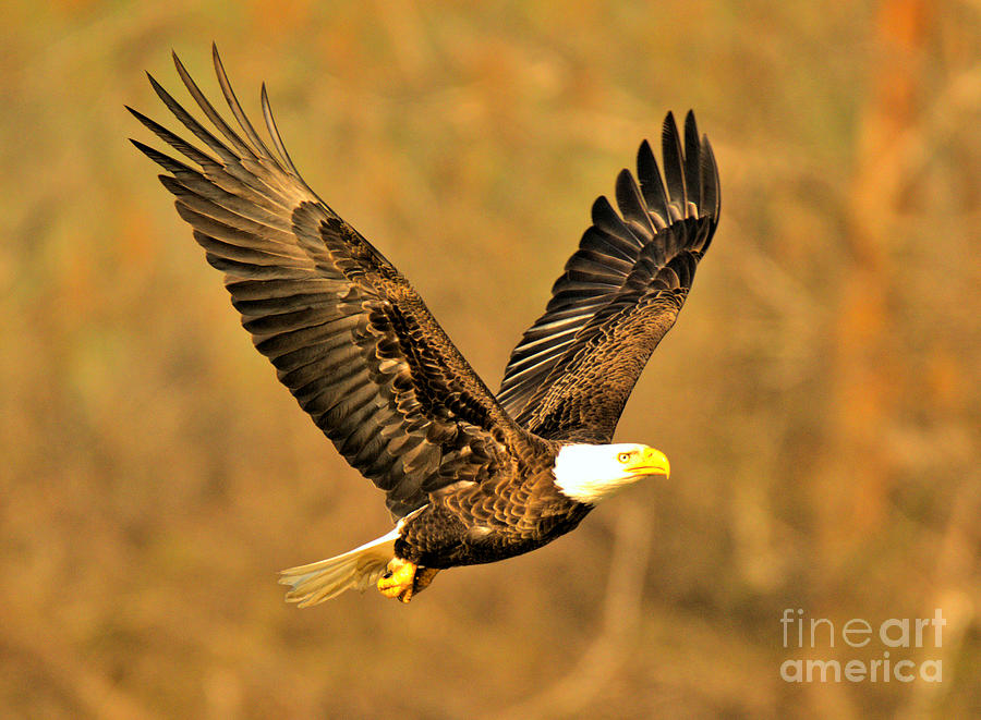 Conowingo Eagle In Golden Light Photograph by Adam Jewell