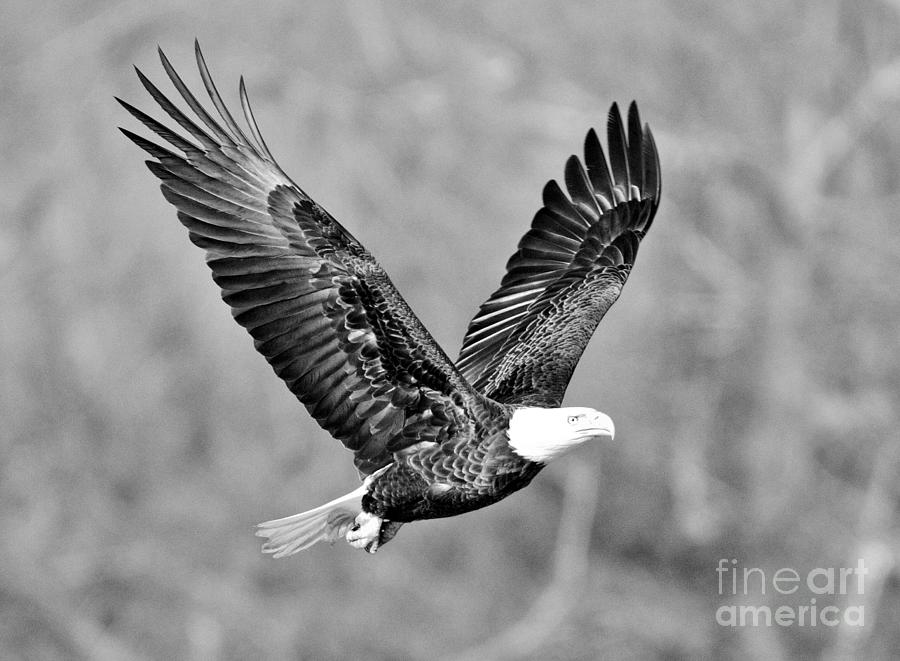 Conowingo Eagle In Golden Light Black And White Photograph by Adam Jewell