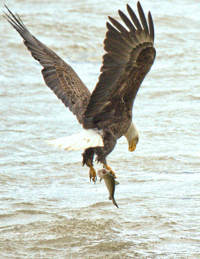 Eagle Photograph - Conowingo Eagle Looking Down At The Catch by Adam Jewell