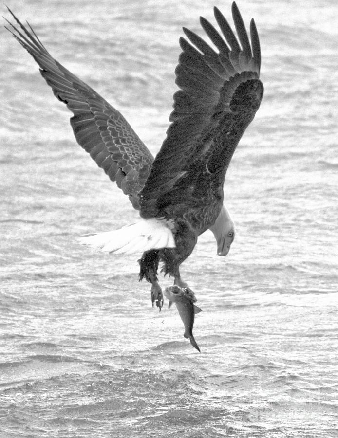 Conowingo Eagle Looking Down At The Catch Black And White Photograph by Adam Jewell