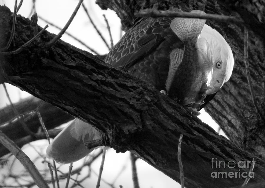 Conowingo Eagle Ripping Apart Fresh Fish Black And White Photograph by Adam Jewell