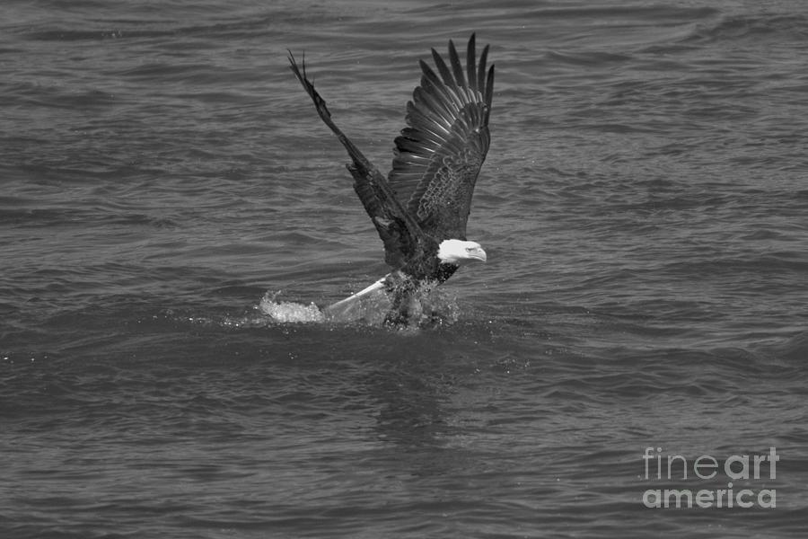 Conowingo Eagle Splashdown Black And White Photograph by Adam Jewell