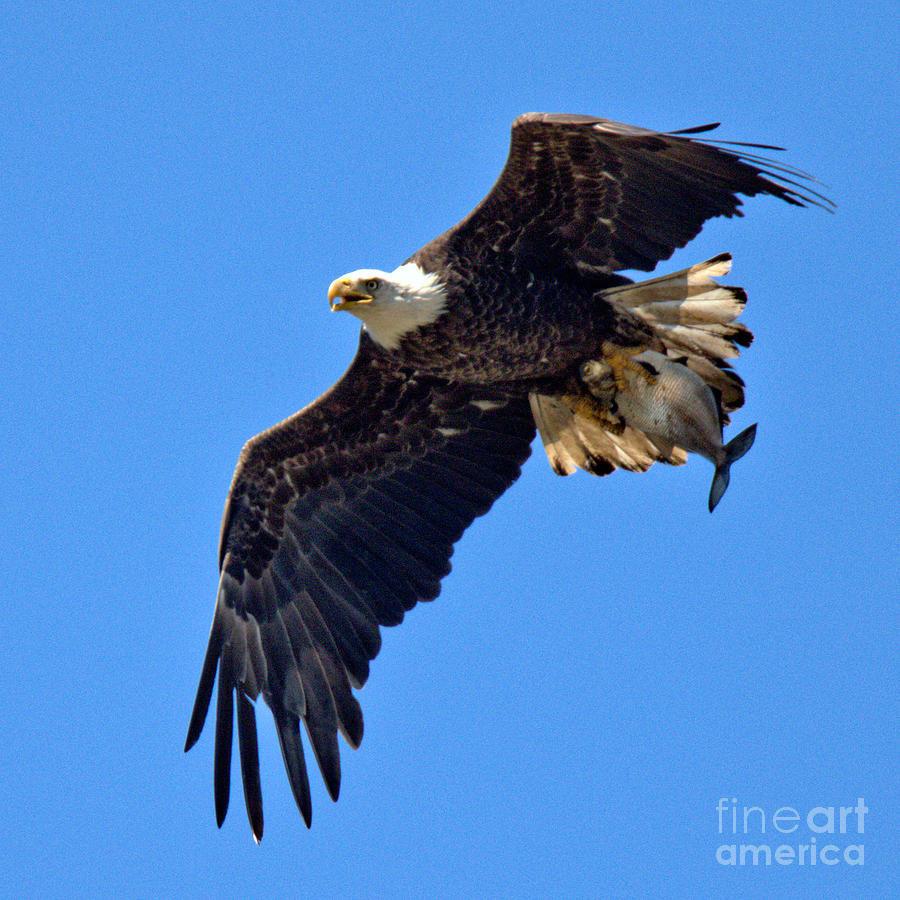 Conowingo Eagle Spring Catch Photograph by Adam Jewell