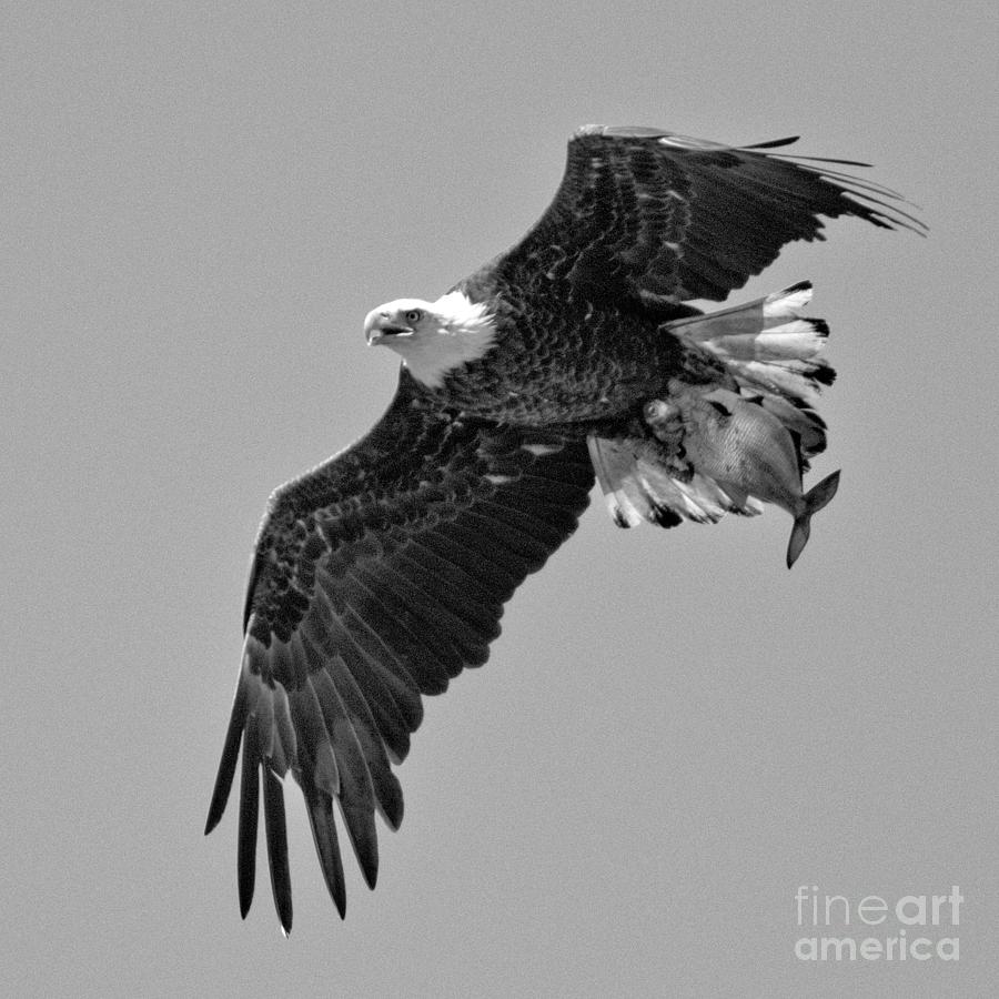 Conowingo Eagle Spring Catch Black And White Photograph by Adam Jewell