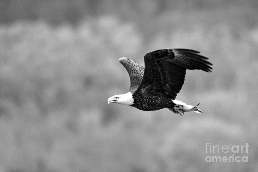 Conowingo Eagle Spring Flight Black And White Photograph by Adam Jewell