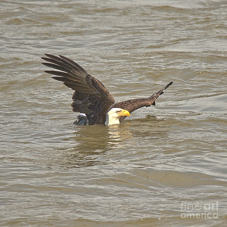 Conowingo Eagle Swimming In The Susquehanna River Photograph by Adam Jewell