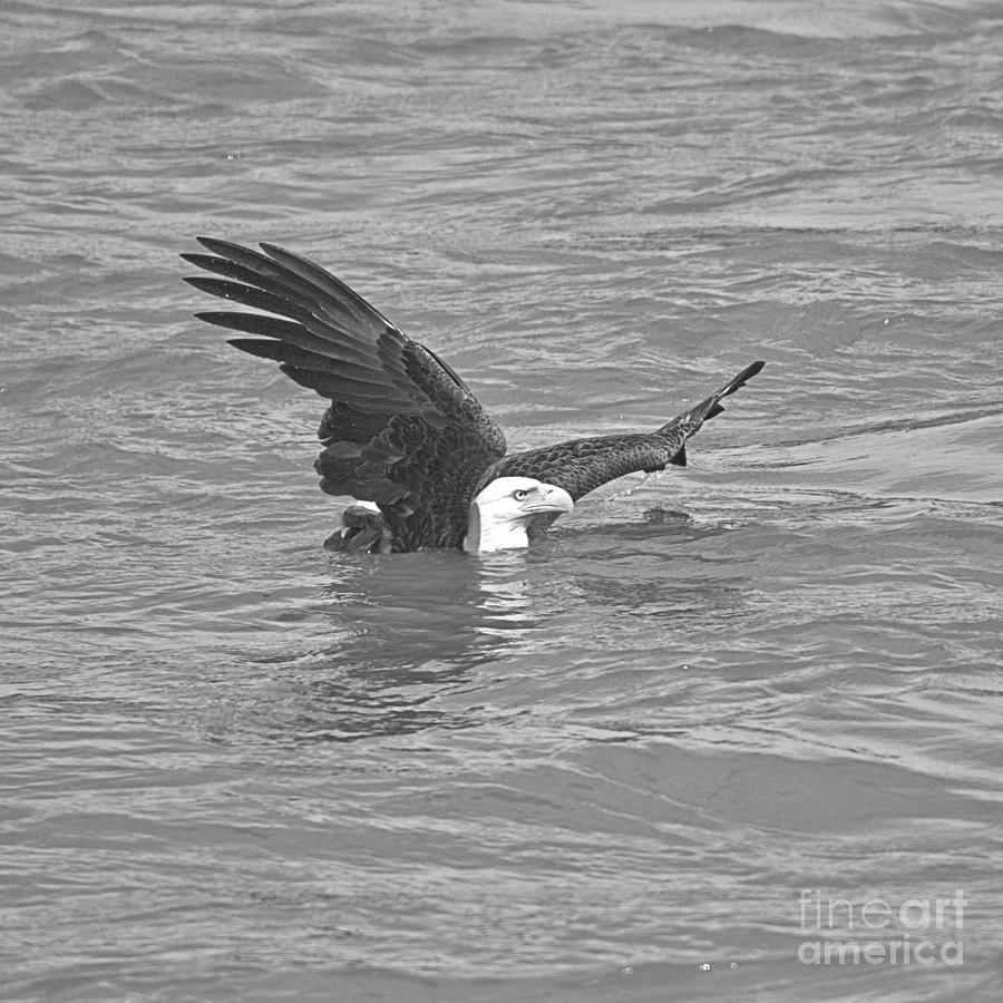Conowingo Eagle Swimming In The Susquehanna River Black And White Photograph by Adam Jewell