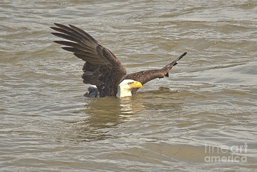 Conowingo Eagle Swimming In The Susquehanna River Crop Photograph by Adam Jewell