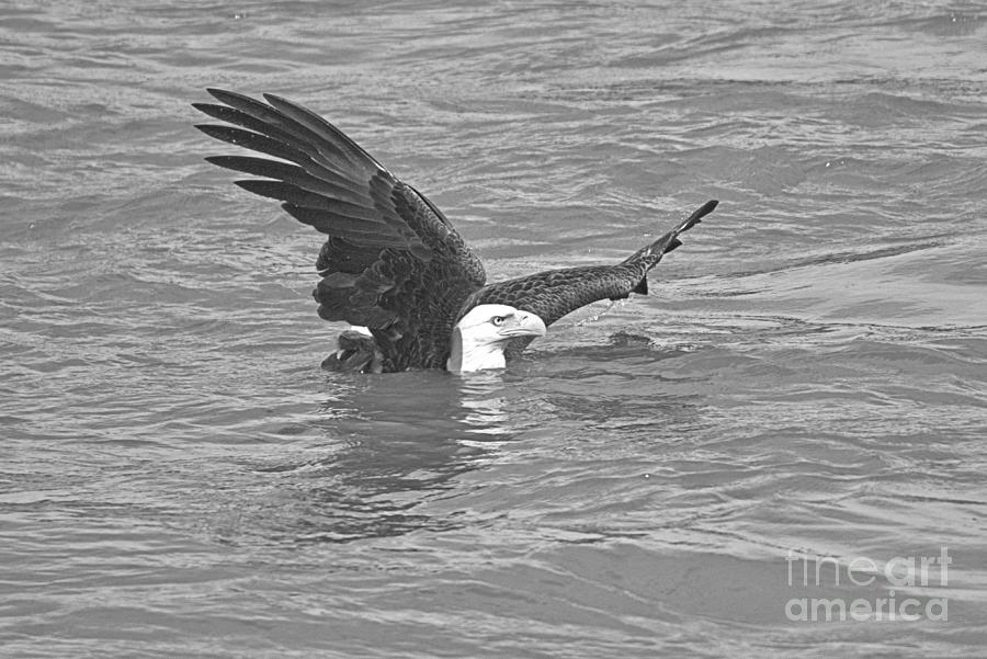 Conowingo Eagle Swimming In The Susquehanna River Crop Black And White Photograph by Adam Jewell