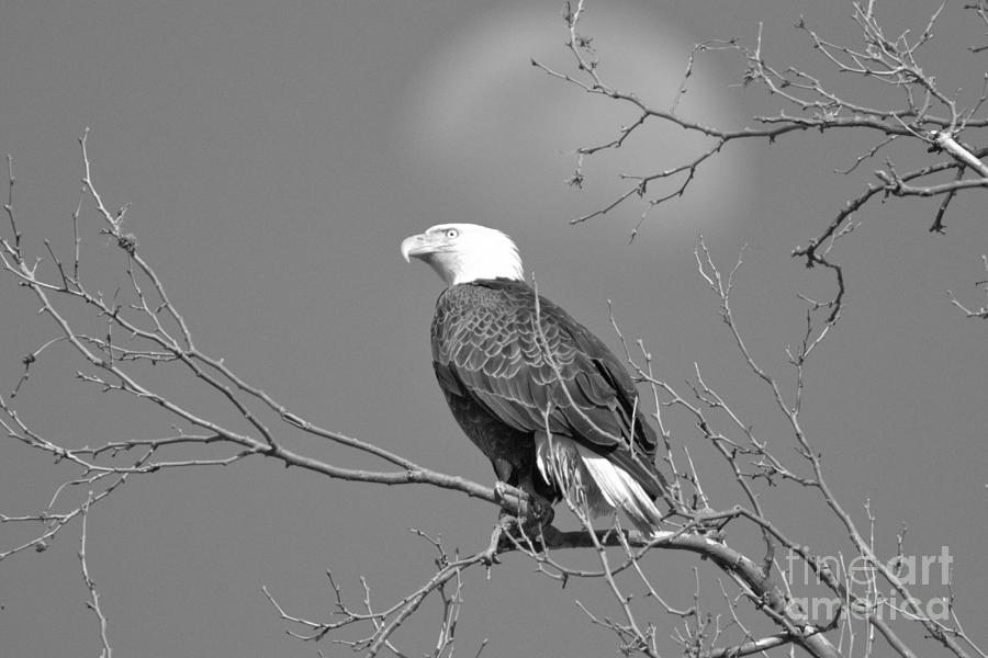 Conowingo Eagle Under The Moon Black And White Photograph by Adam Jewell