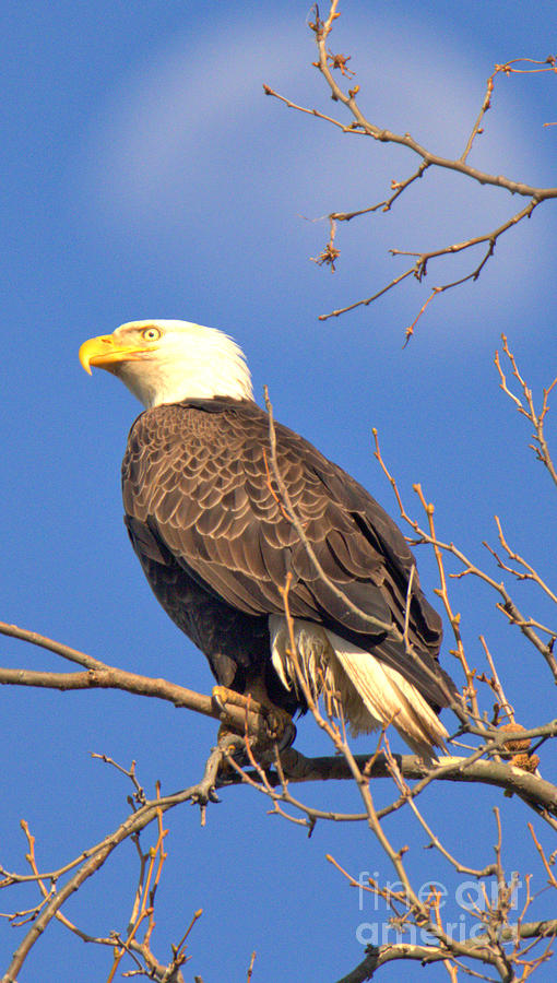 Conowingo Eagle Under The Moon Crop Photograph by Adam Jewell