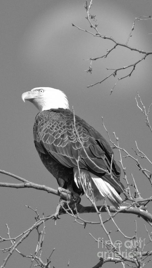Conowingo Eagle Under The Moon Crop Black And White Photograph by Adam Jewell