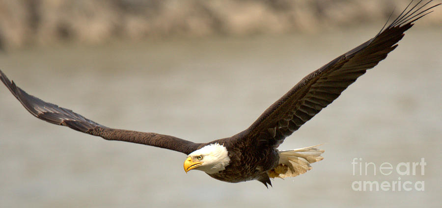 Conowingo Eagle Wide View Photograph by Adam Jewell