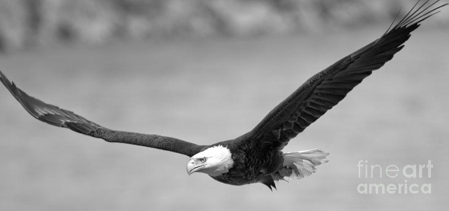 Conowingo Eagle Wide View Black And White Photograph by Adam Jewell