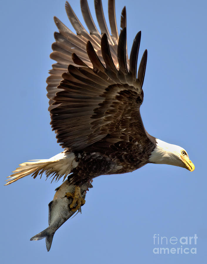 Conowingo Eagle With A Fish Closeup Photograph by Adam Jewell