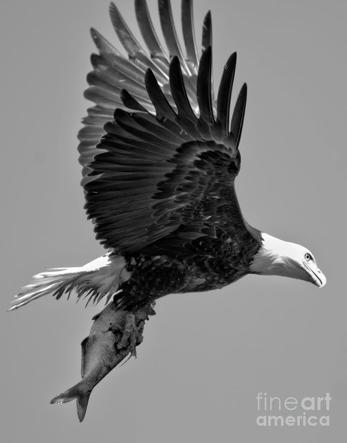 Conowingo Eagle With A Fish Closeup Black And White Photograph by Adam Jewell