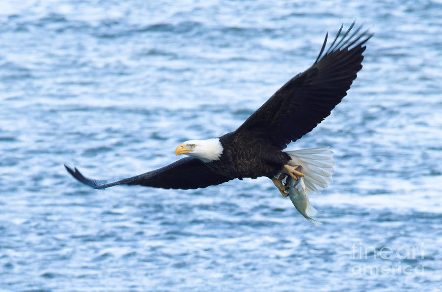 Conowingo Eagle With A Fresh Catch Photograph by Adam Jewell