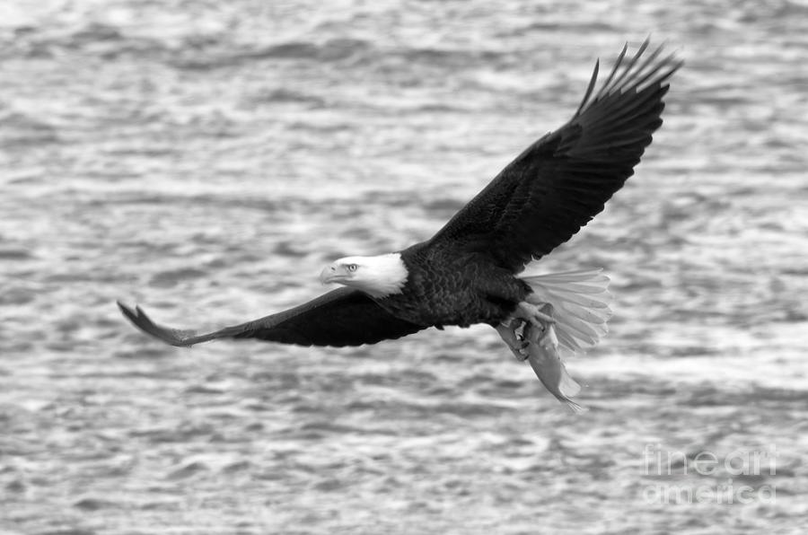 Conowingo Eagle With A Fresh Catch Black And White Photograph by Adam Jewell