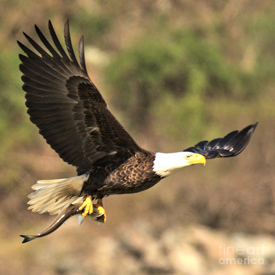 Conowingo Eagle With Sushi Dinner Photograph by Adam Jewell