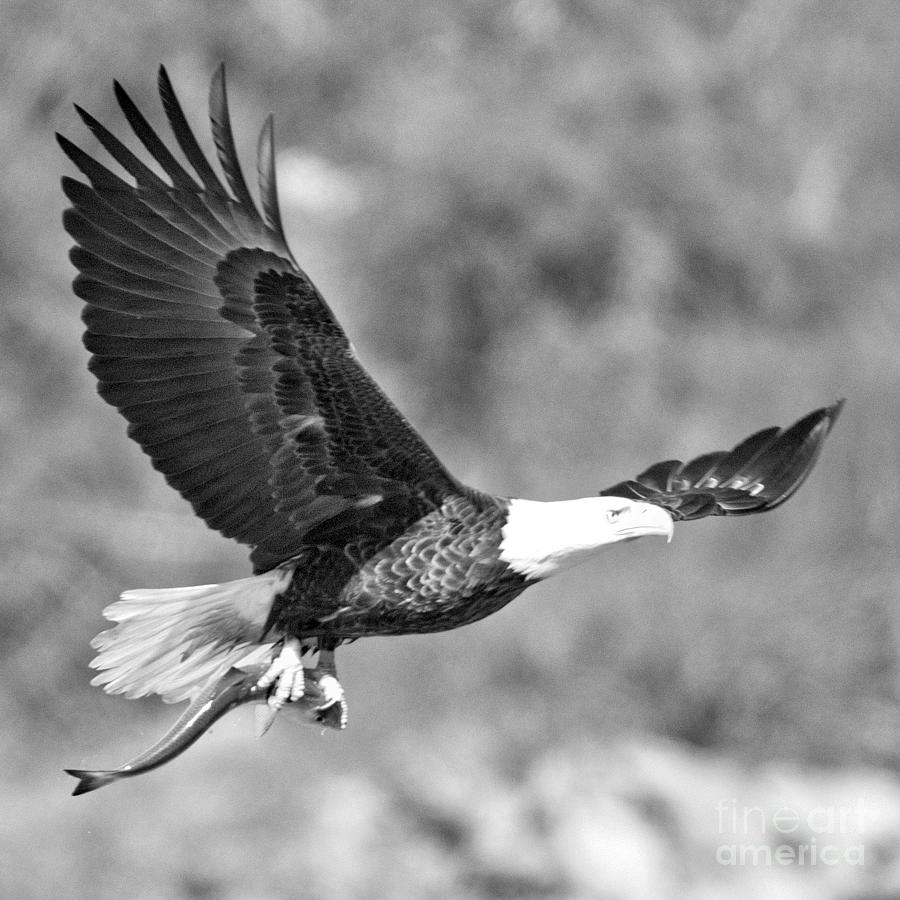 Conowingo Eagle With Sushi Dinner Black And White Photograph by Adam Jewell