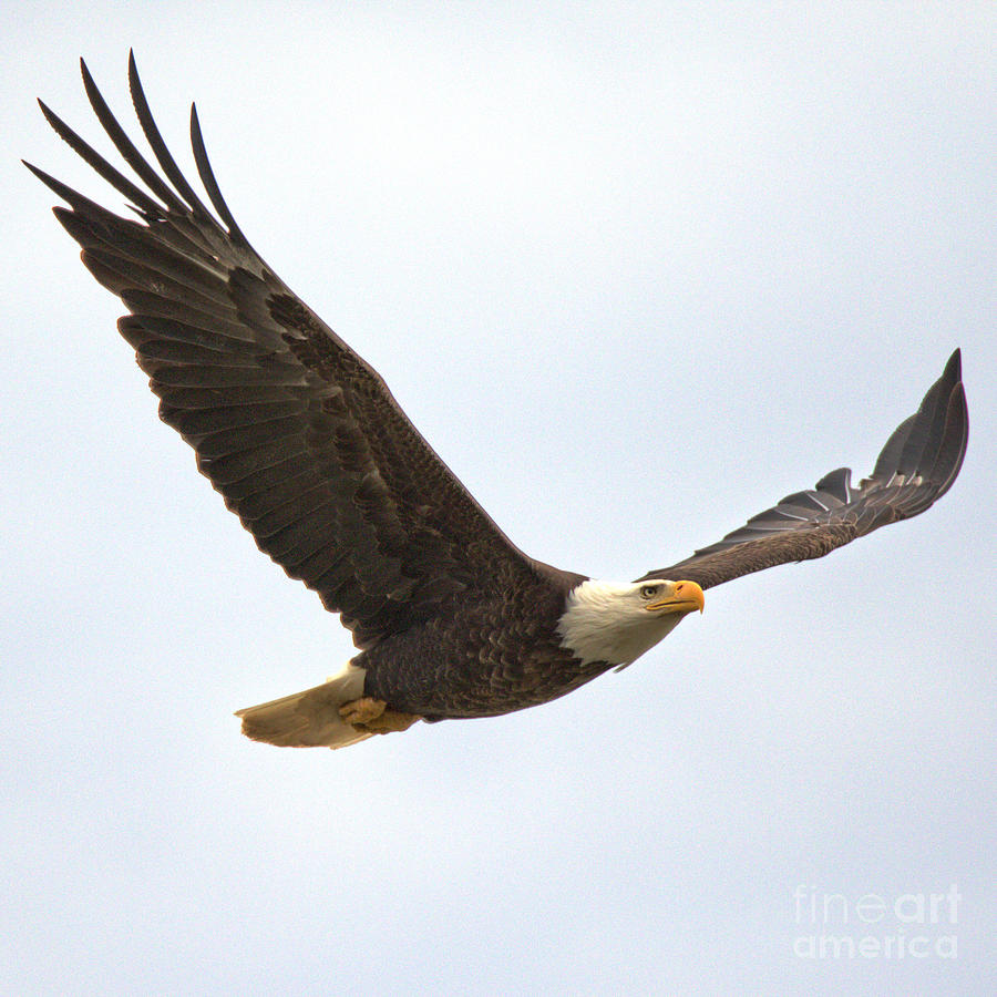 Conowingo Flying Bald Eagle Photograph by Adam Jewell