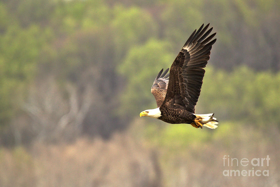 Conowingo Flying Eagle Photograph by Adam Jewell