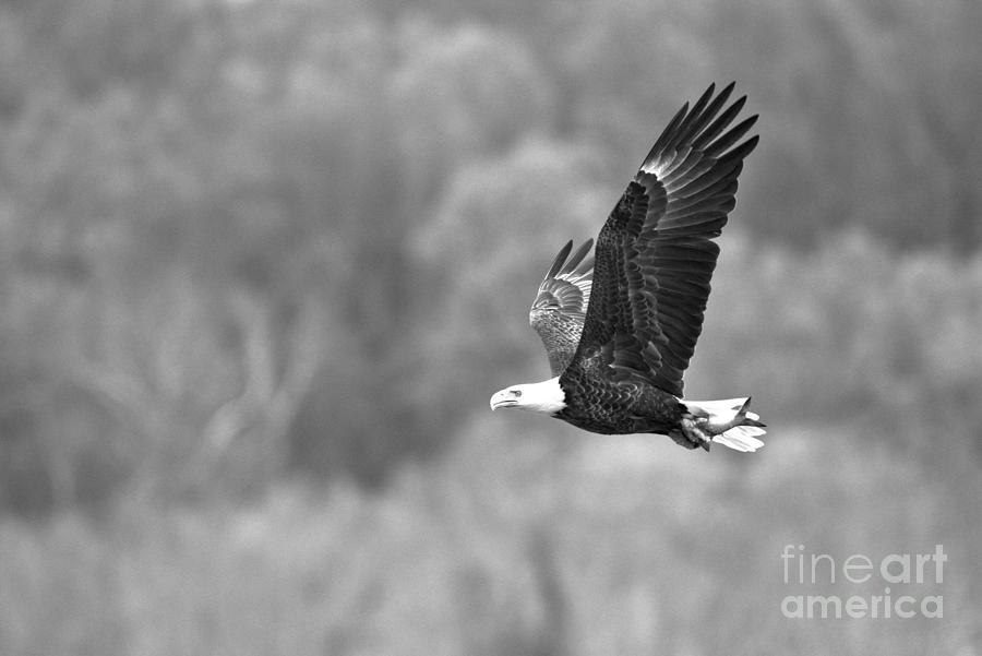 Conowingo Flying Eagle Black And White Photograph by Adam Jewell