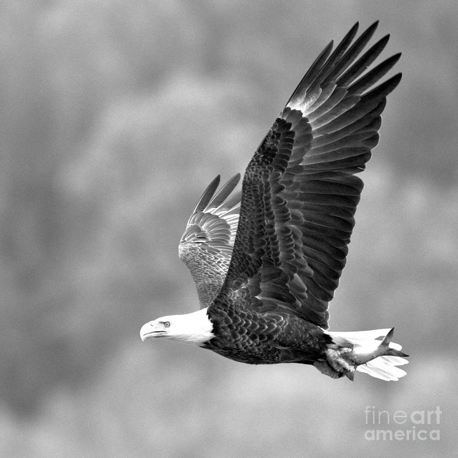 Conowingo Flying Eagle Crop Black And White Photograph by Adam Jewell
