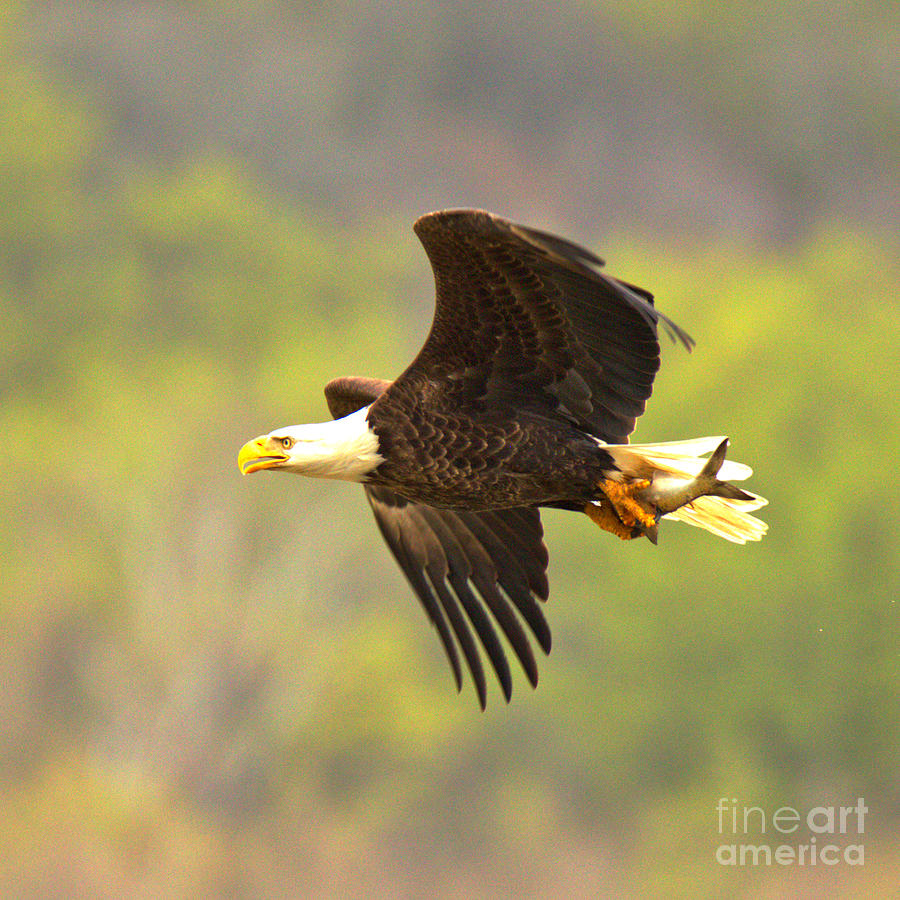 Eagle After A Successful Hunt Crop Photograph by Adam Jewell