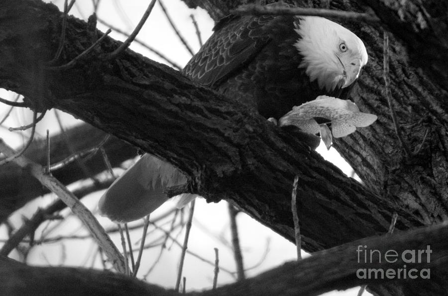 Conowingo Maryland Eagle Lunch Black And White Photograph by Adam Jewell