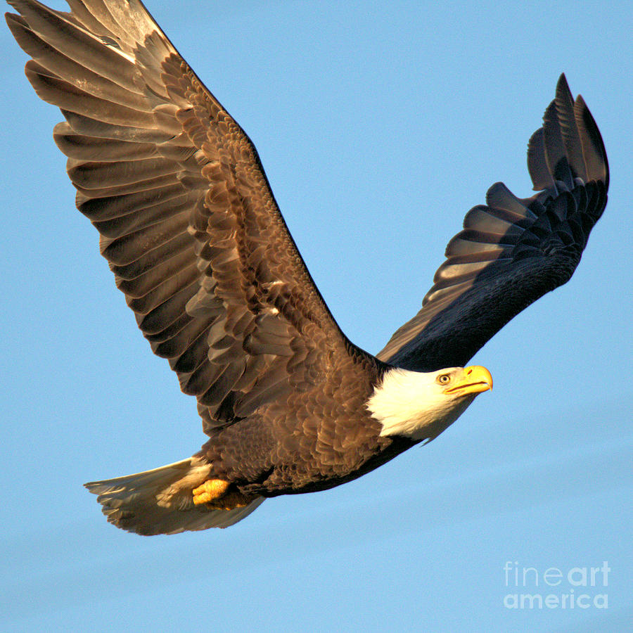 Conowingo Soaring Eagle Photograph by Adam Jewell