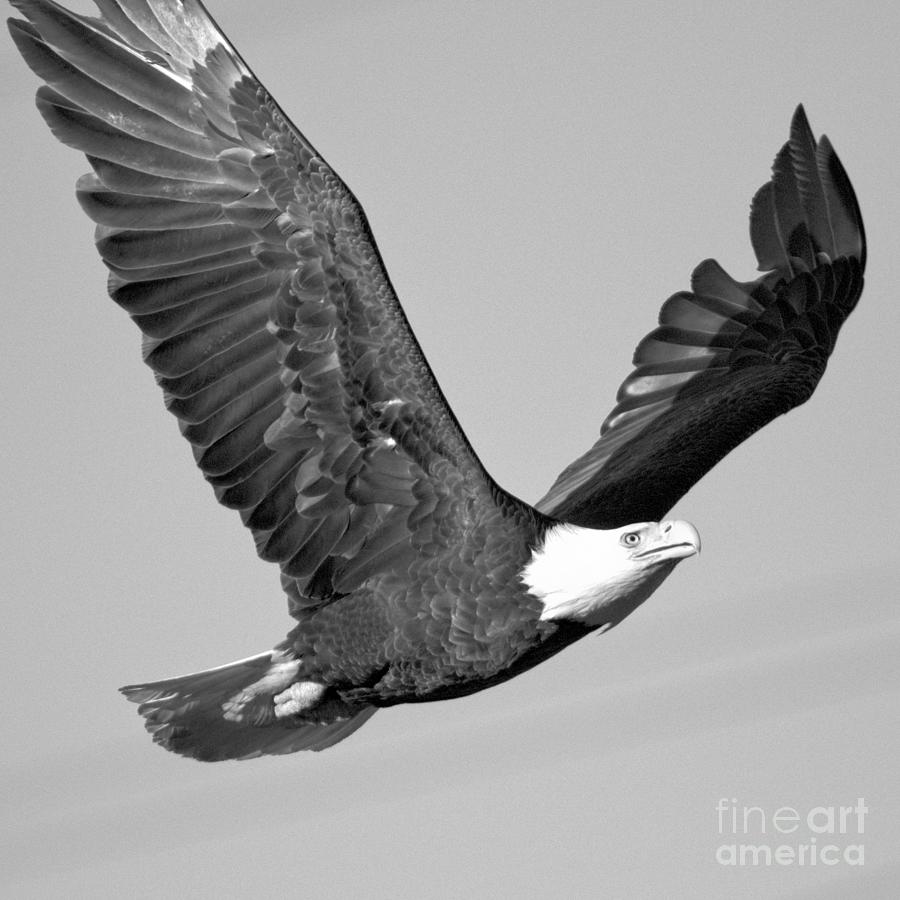 Conowingo Soaring Eagle Black And White Photograph by Adam Jewell