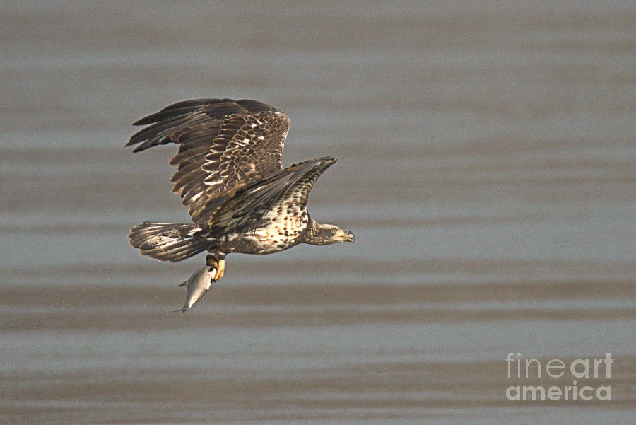 Conowingo Young Eagle Fishing Photograph by Adam Jewell