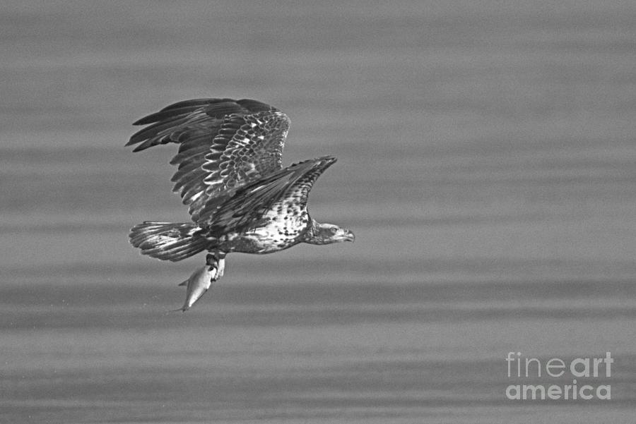 Conowingo Young Eagle Fishing Black And White Photograph by Adam Jewell