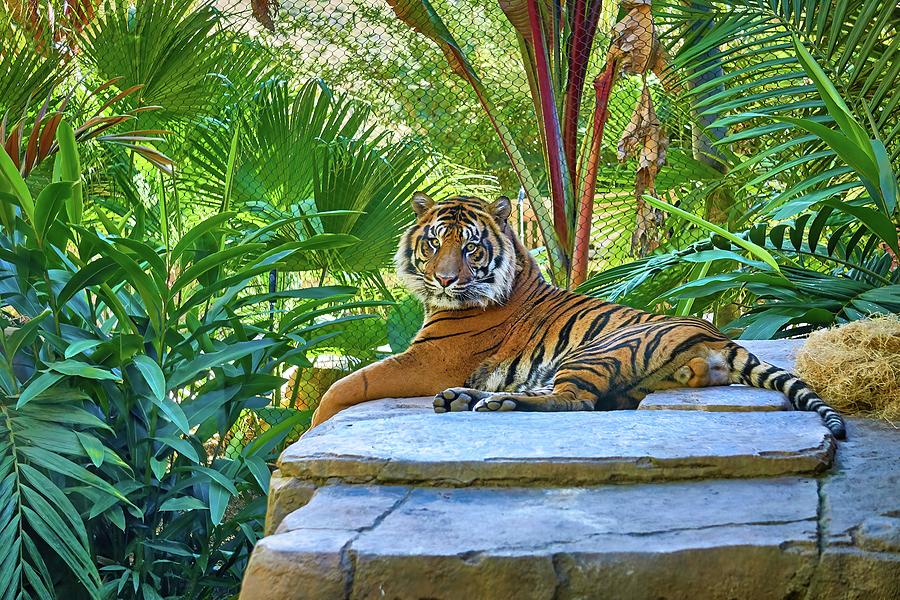 Conrad, Sumatran Tiger - Panthera tigris sumatrae Photograph by Kenneth Roberts
