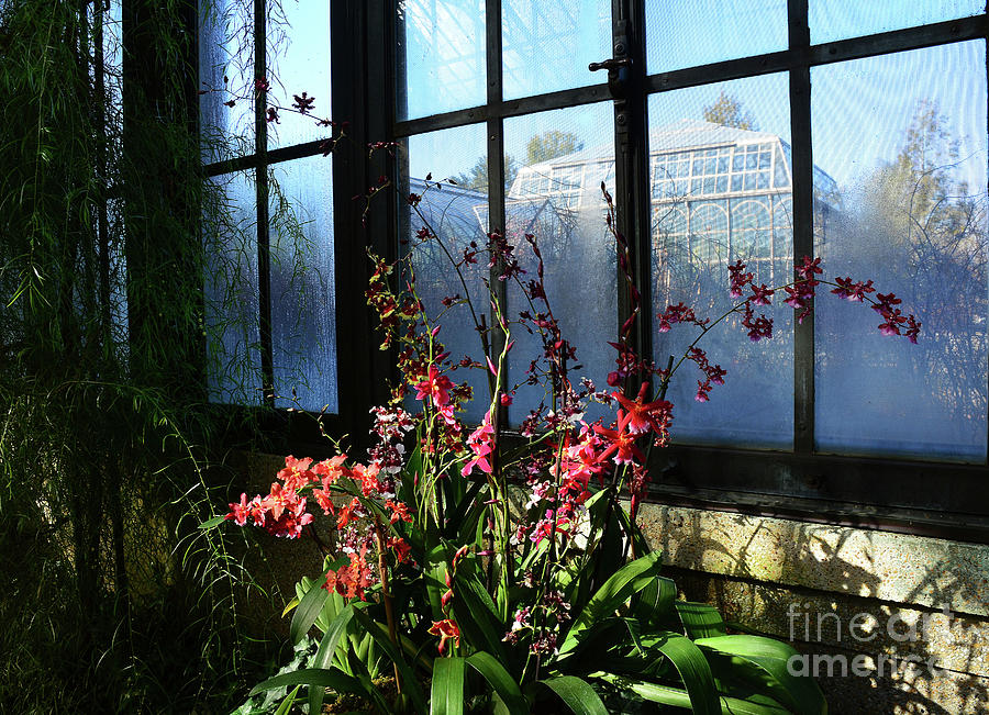 Conservatory Windows Photograph by Cindy Manero