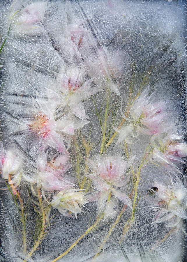 Conserve Painting by Lauren Dane Fine Art America