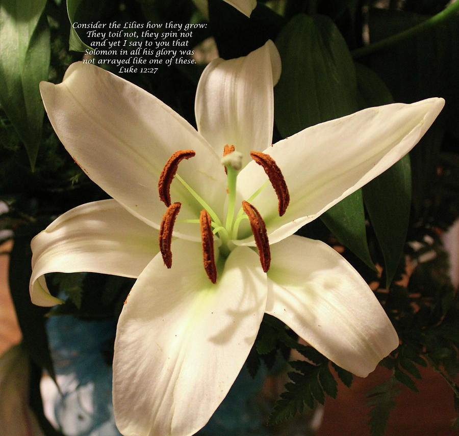 Consider The Lilies Photograph