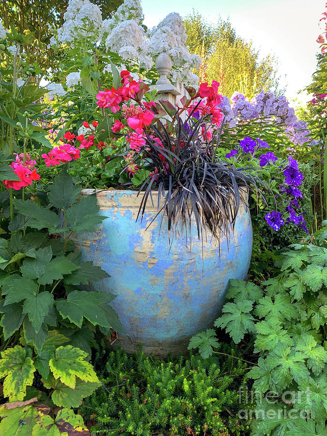 Container Garden With Grasses and Geraniums Photograph by Cindy Shebley
